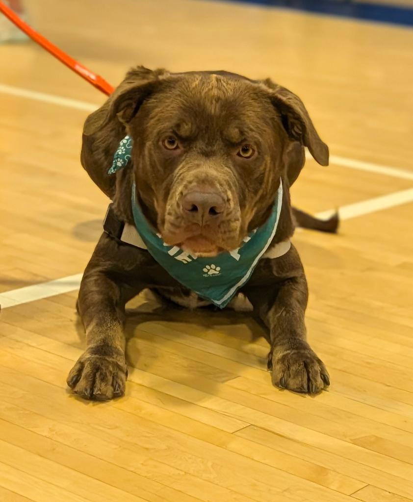 Hershall, a Adoptable mixed breed in Greenfield, IN image 2/5