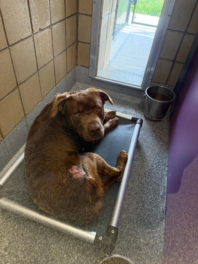 Enlarge Hershall, a Adoptable mixed breed in Greenfield, IN image 1/1