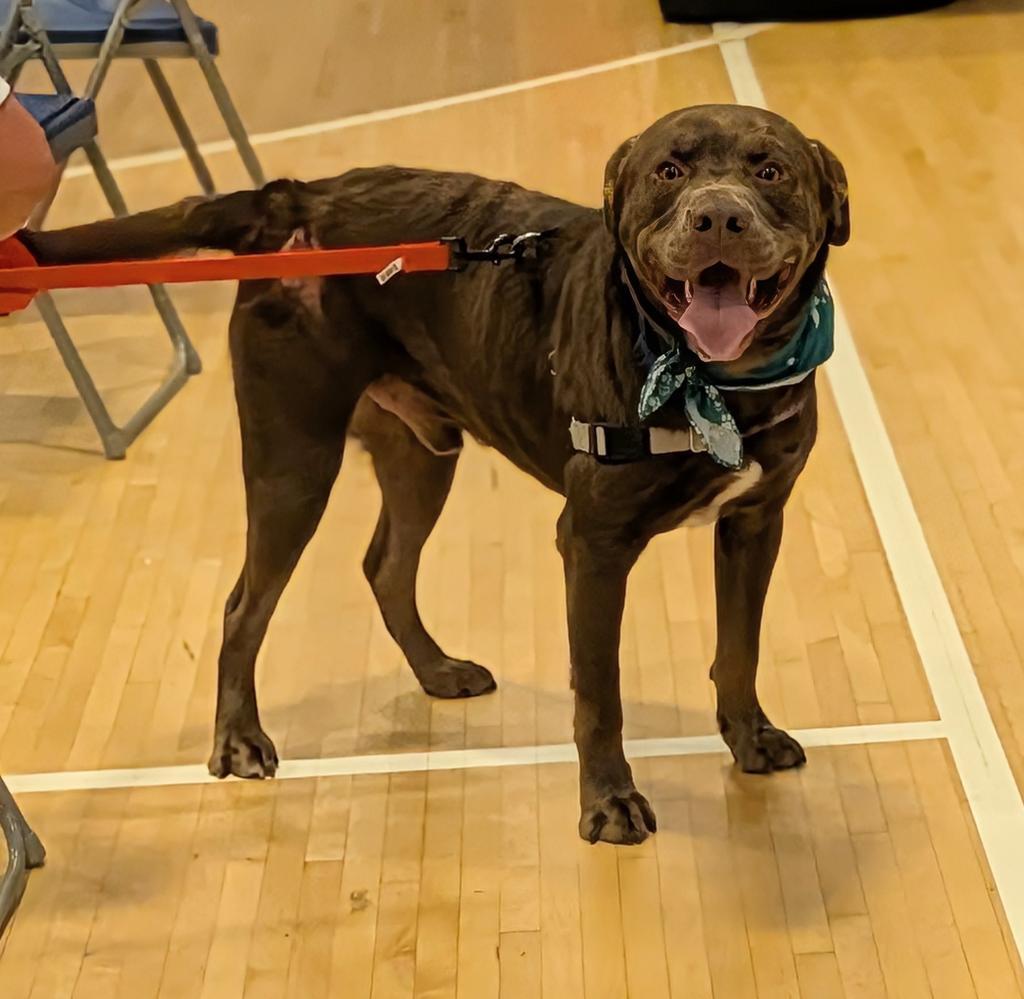 Hershall, a Adoptable mixed breed in Greenfield, IN image 5/5