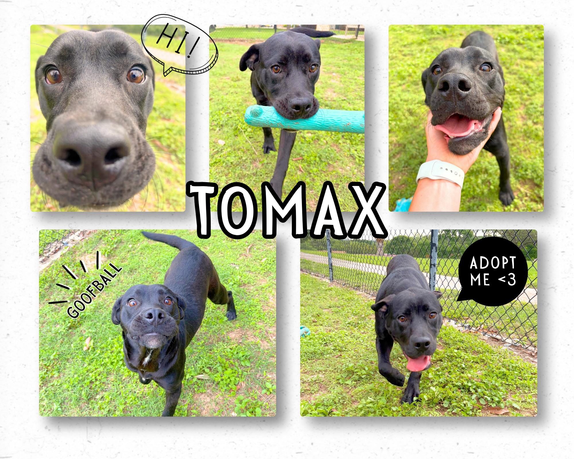 Enlarge Tomax, an adopted mixed breed in Universal City, TX image 1/1