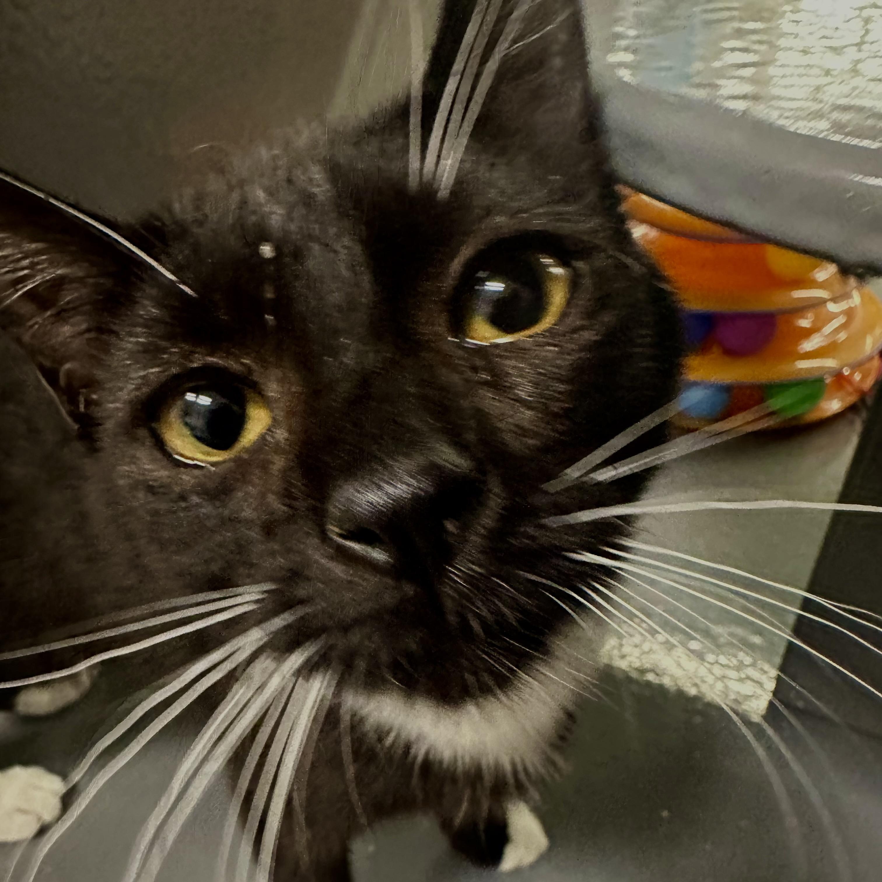 Luxie, an adopted Domestic Short Hair in Beaufort, SC image 2/6