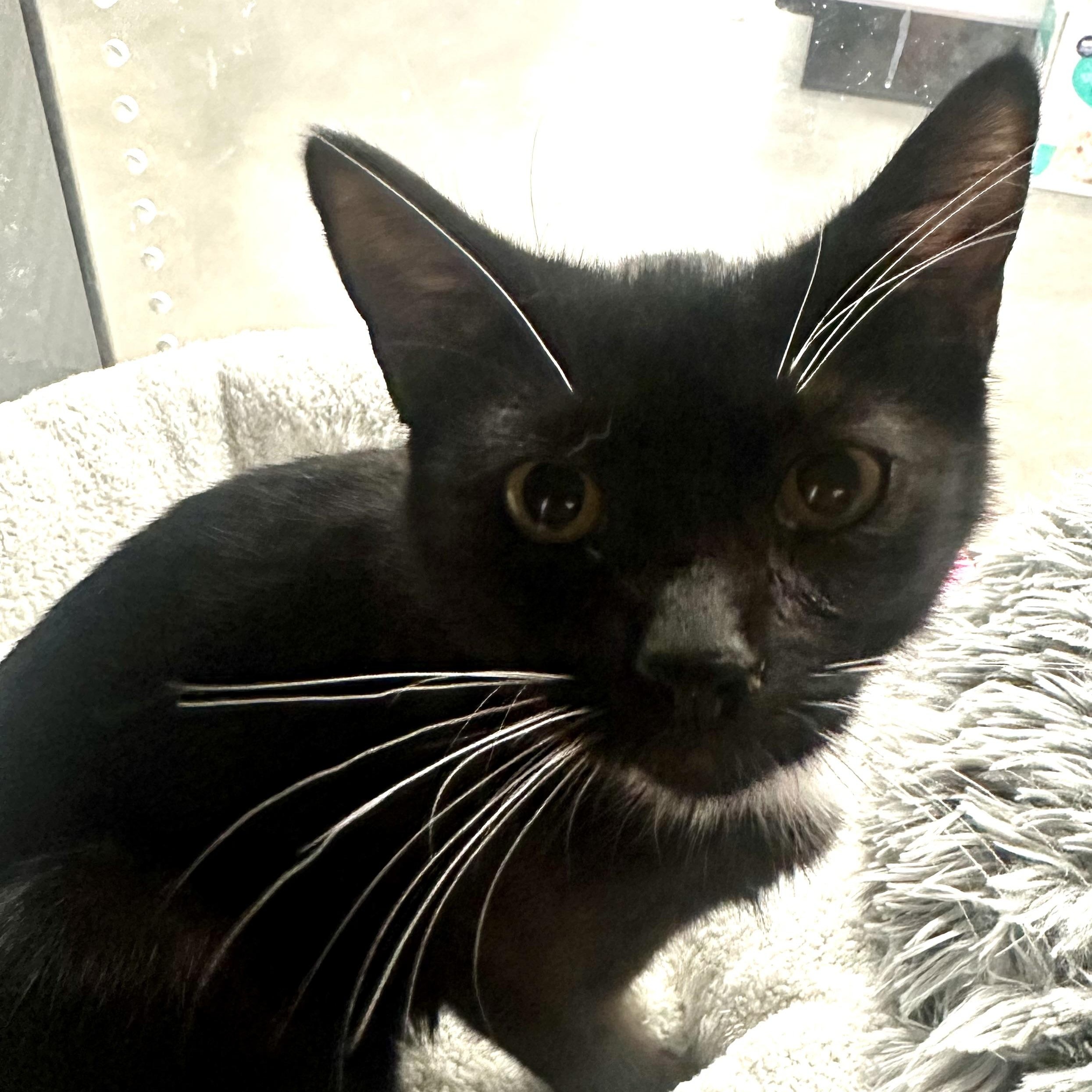 Luxie, an adopted Domestic Short Hair in Beaufort, SC image 4/6