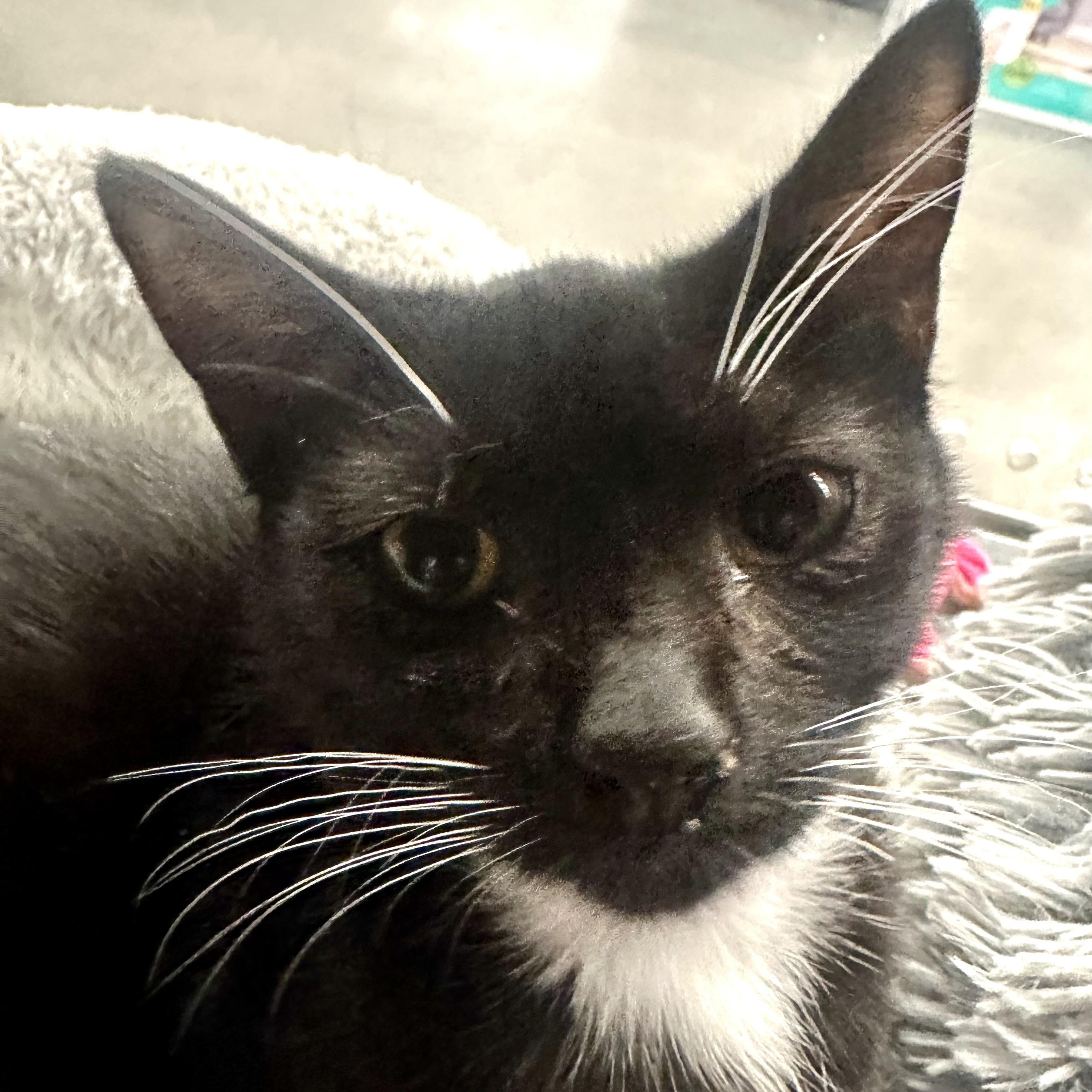 Luxie, adopted, Kitten Female Domestic Short Hair.