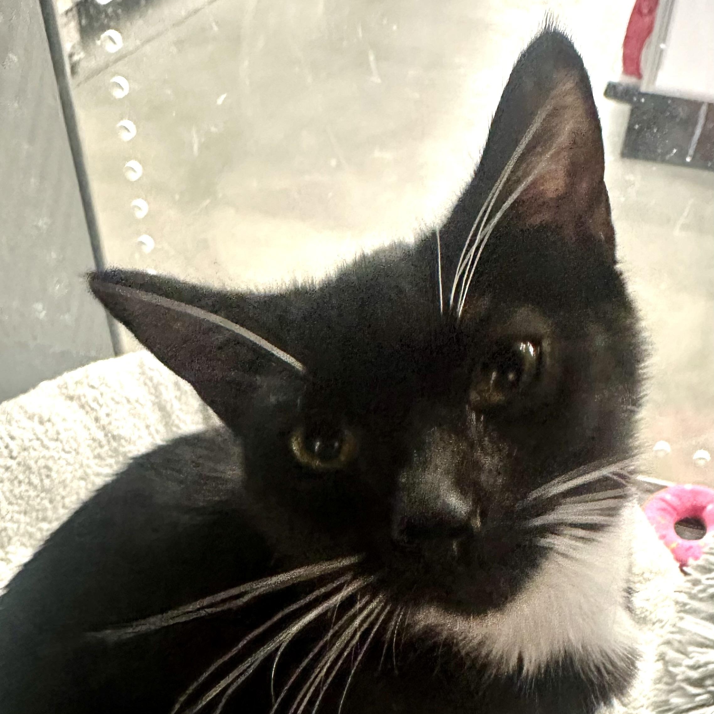 Luxie, an adopted Domestic Short Hair in Beaufort, SC image 6/6