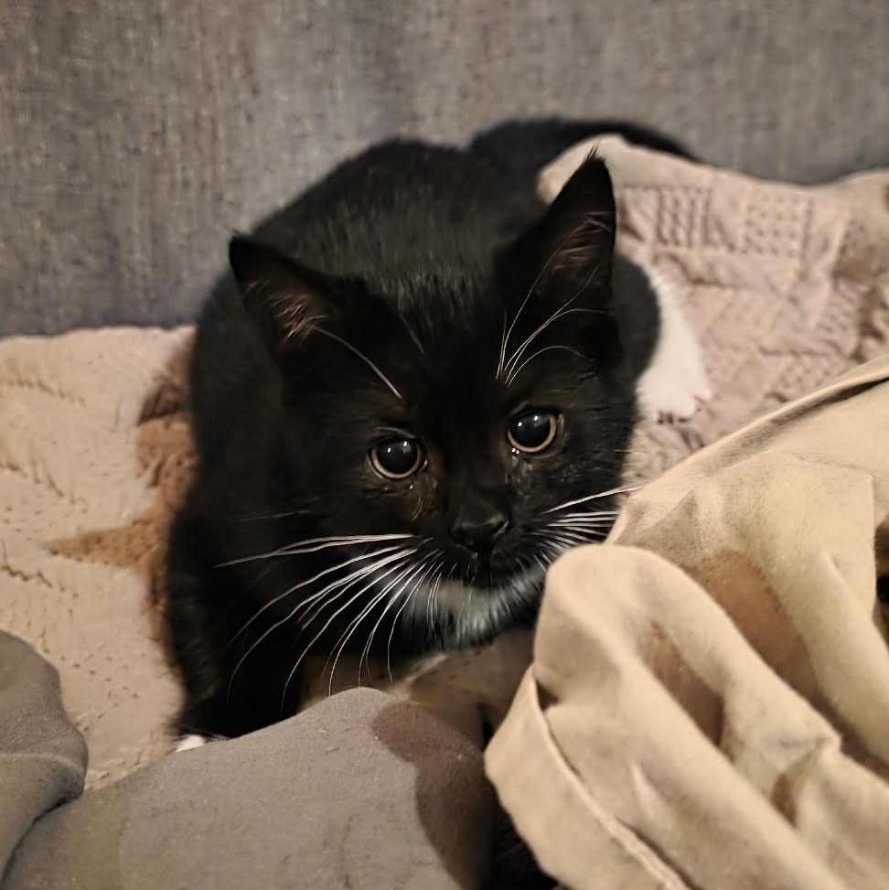 Luxie, ADOPTABLE, Kitten Female Domestic Short Hair.