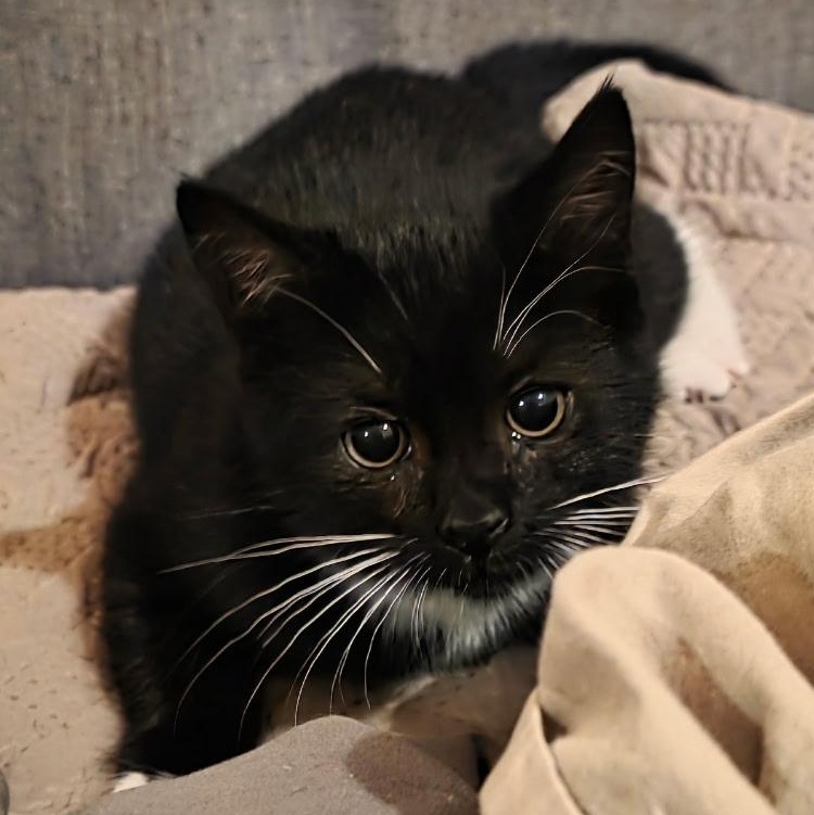 Luxie, an adopted Domestic Short Hair in Beaufort, SC image 3/6