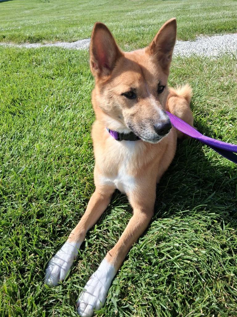 Enlarge Brutus, a Adoptable mixed breed in Fremont, OH image 1/4