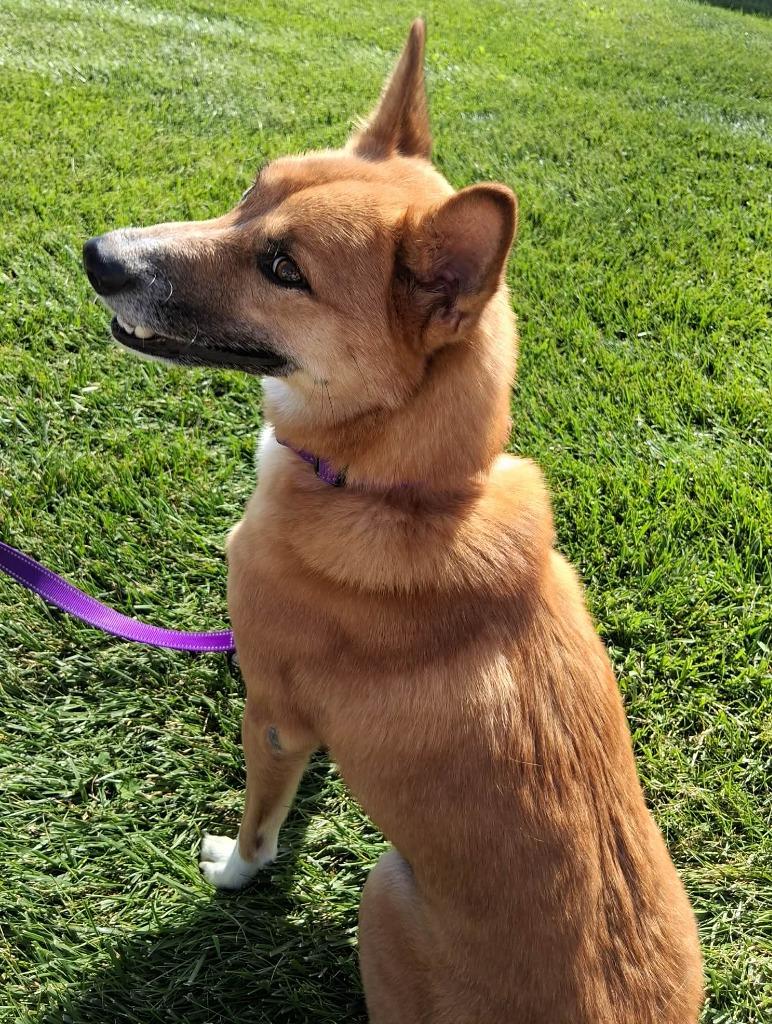 Enlarge Brutus, a Adoptable mixed breed in Fremont, OH image 2/4