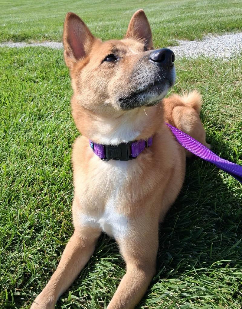 Enlarge Brutus, a Adoptable mixed breed in Fremont, OH image 3/4