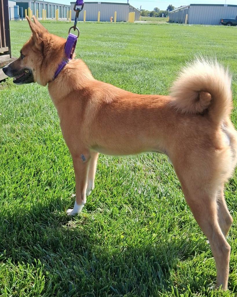 Enlarge Brutus, a Adoptable mixed breed in Fremont, OH image 4/4