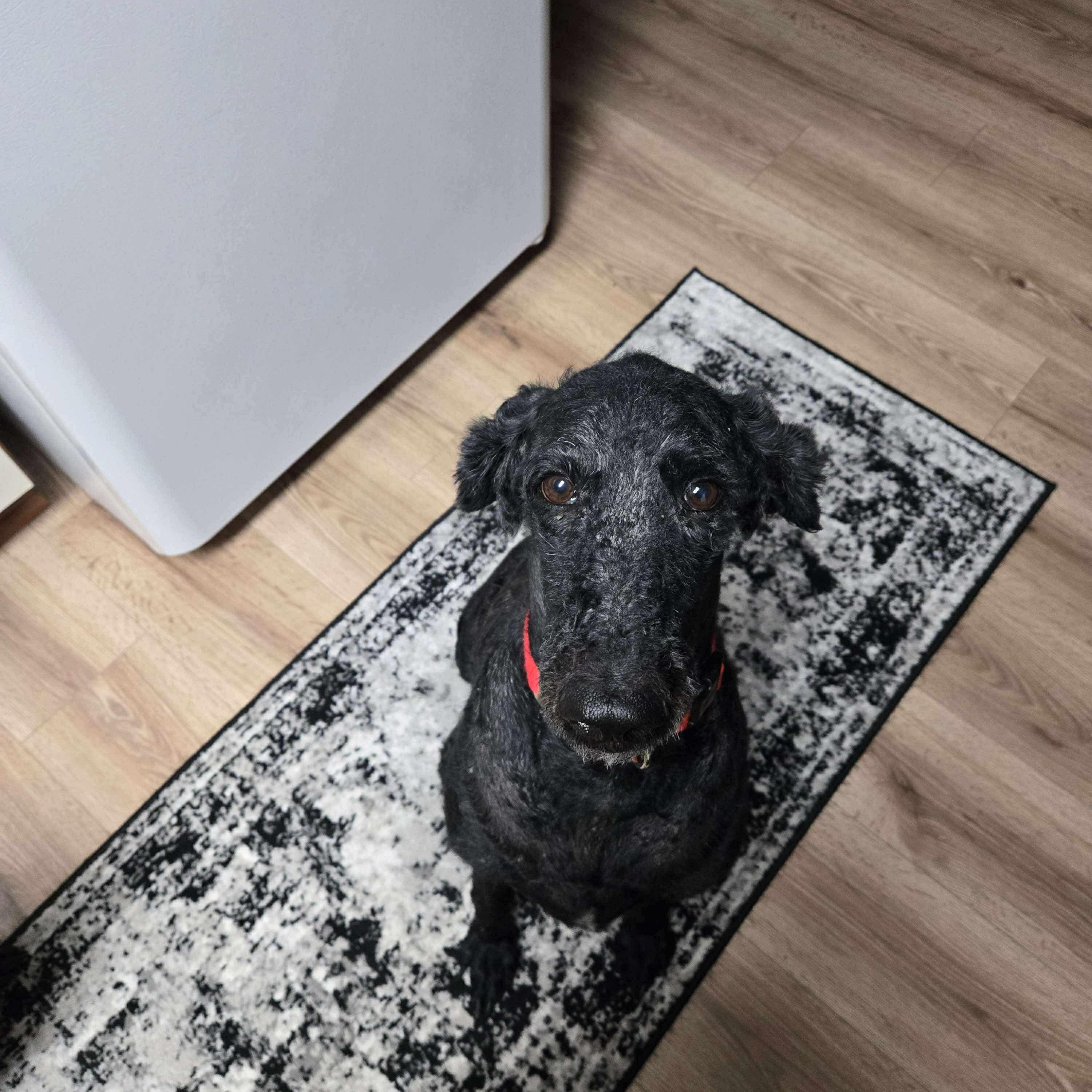 Enlarge Sophia, a Adoptable Poodle in Westwood, NJ image 4/6