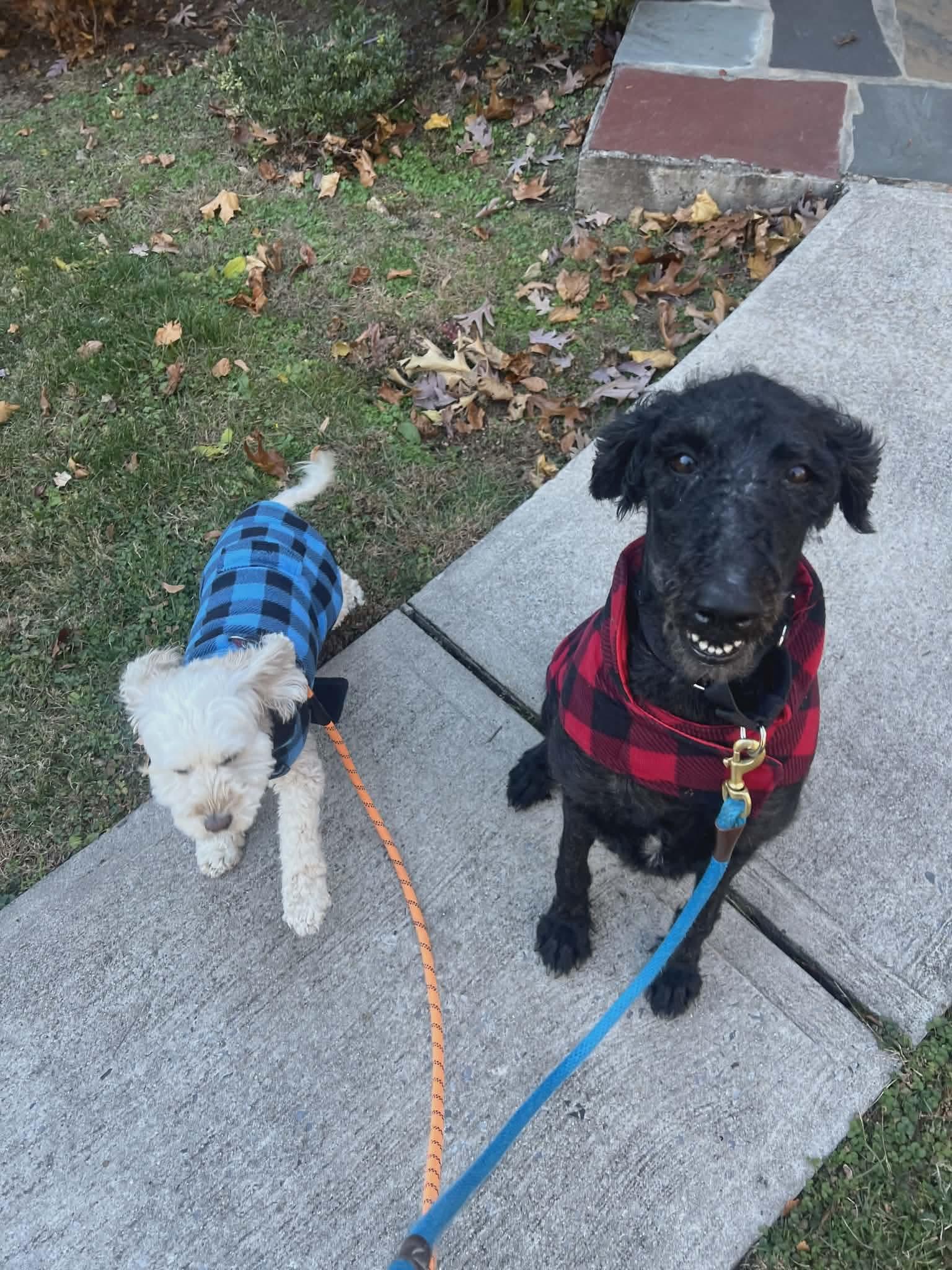 Enlarge Sophia, a Adoptable Poodle in Westwood, NJ image 2/6