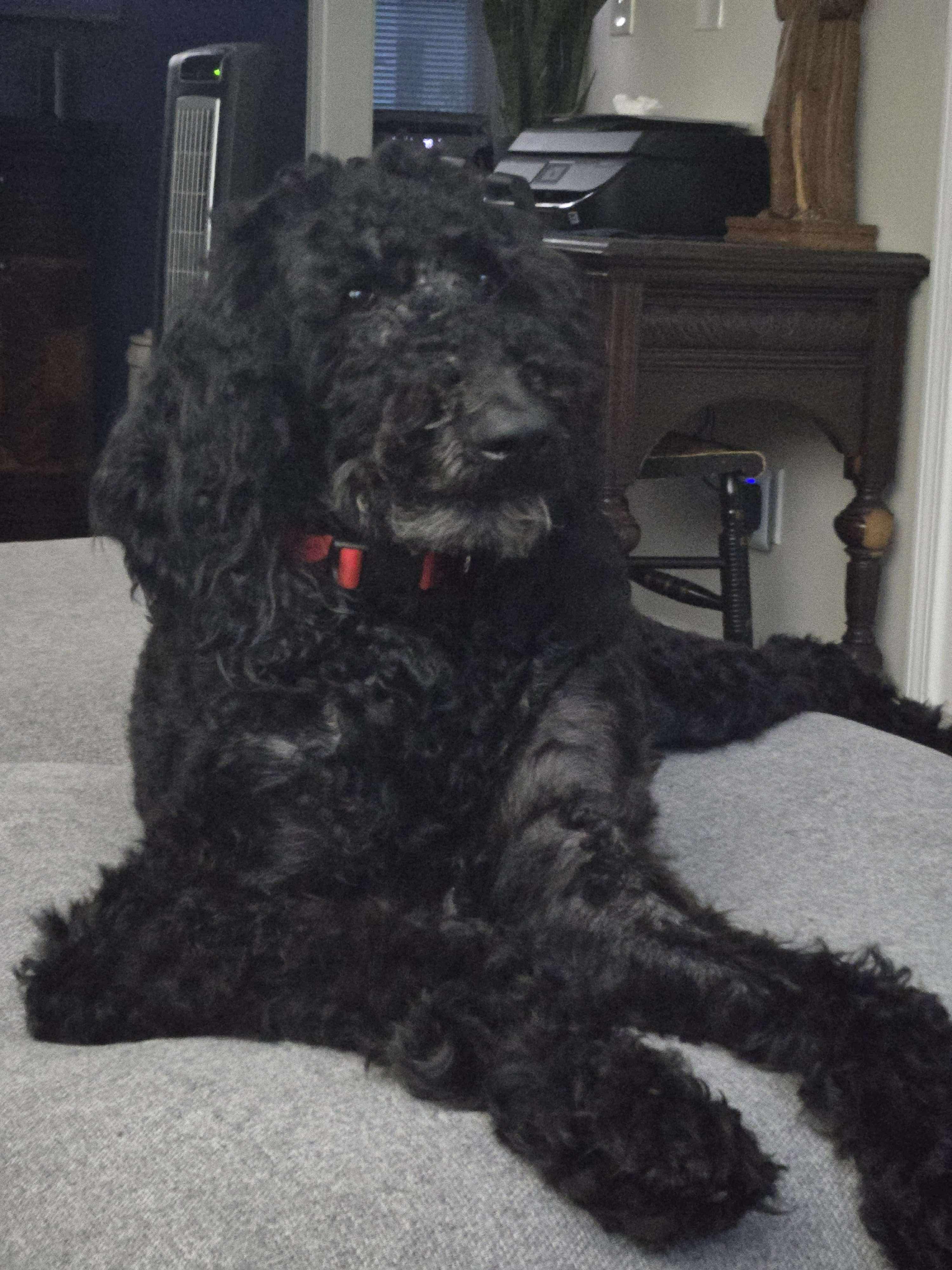 Enlarge Sophia, a Adoptable Poodle in Westwood, NJ image 3/6