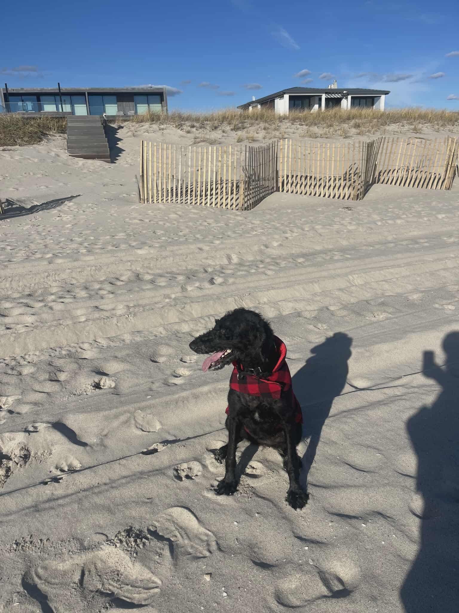 Enlarge Sophia, a Adoptable Poodle in Westwood, NJ image 5/6