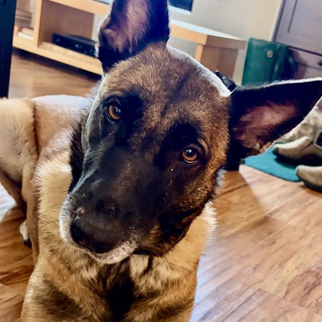 Enlarge CHELSEA, a Adoptable Belgian Shepherd / Malinois in Camarillo, CA image 1/1