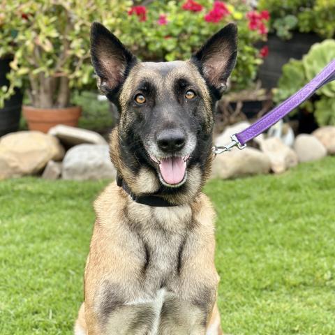 CHELSEA, Adoptable, Adult Female Belgian Shepherd / Malinois.