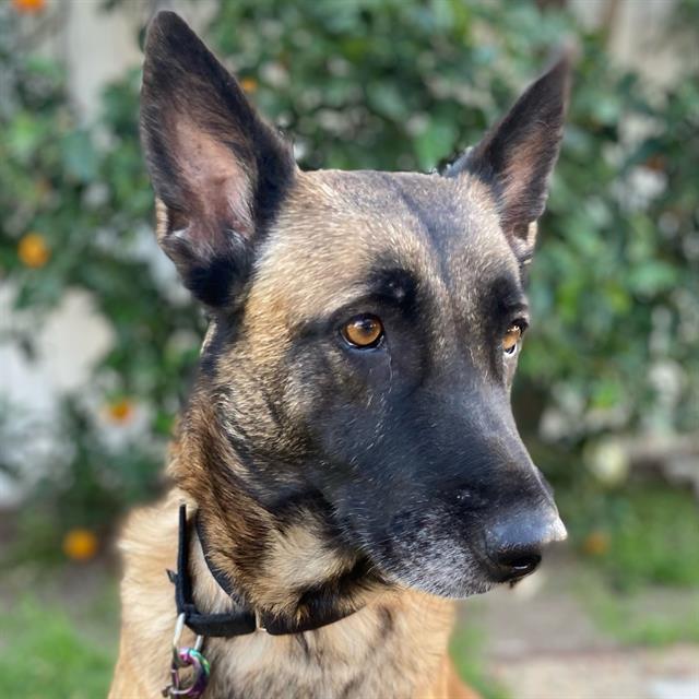 Enlarge CHELSEA, a Adoptable Belgian Shepherd / Malinois in Camarillo, CA image 1/1