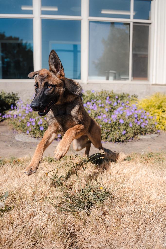 Beatrice, Adoptable, Puppy Female Belgian Shepherd / Malinois & German Shepherd Dog.