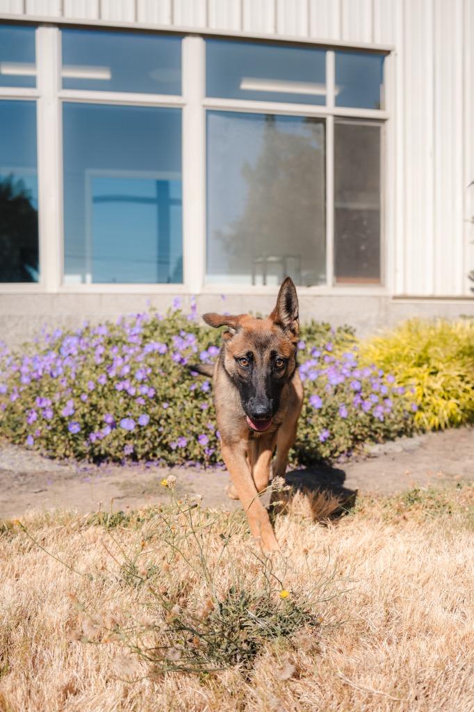 Enlarge Beatrice, a Adoptable mixed breed in Newberg, OR image 2/2