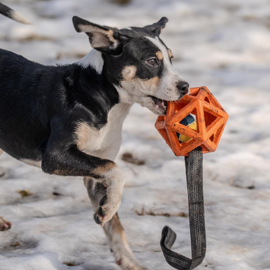 Enlarge Miracle, a Adoptable mixed breed in Pawling, NY image 1/6