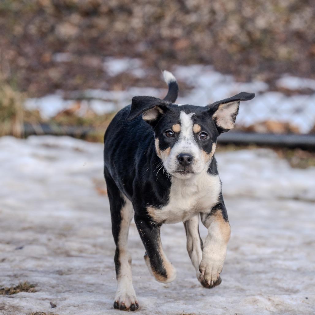 Enlarge Miracle, a Adoptable mixed breed in Pawling, NY image 2/6