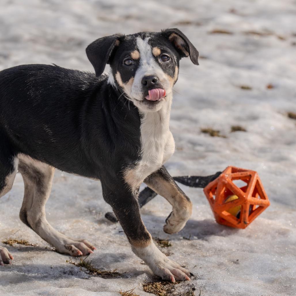Enlarge Miracle, a Adoptable mixed breed in Pawling, NY image 3/6