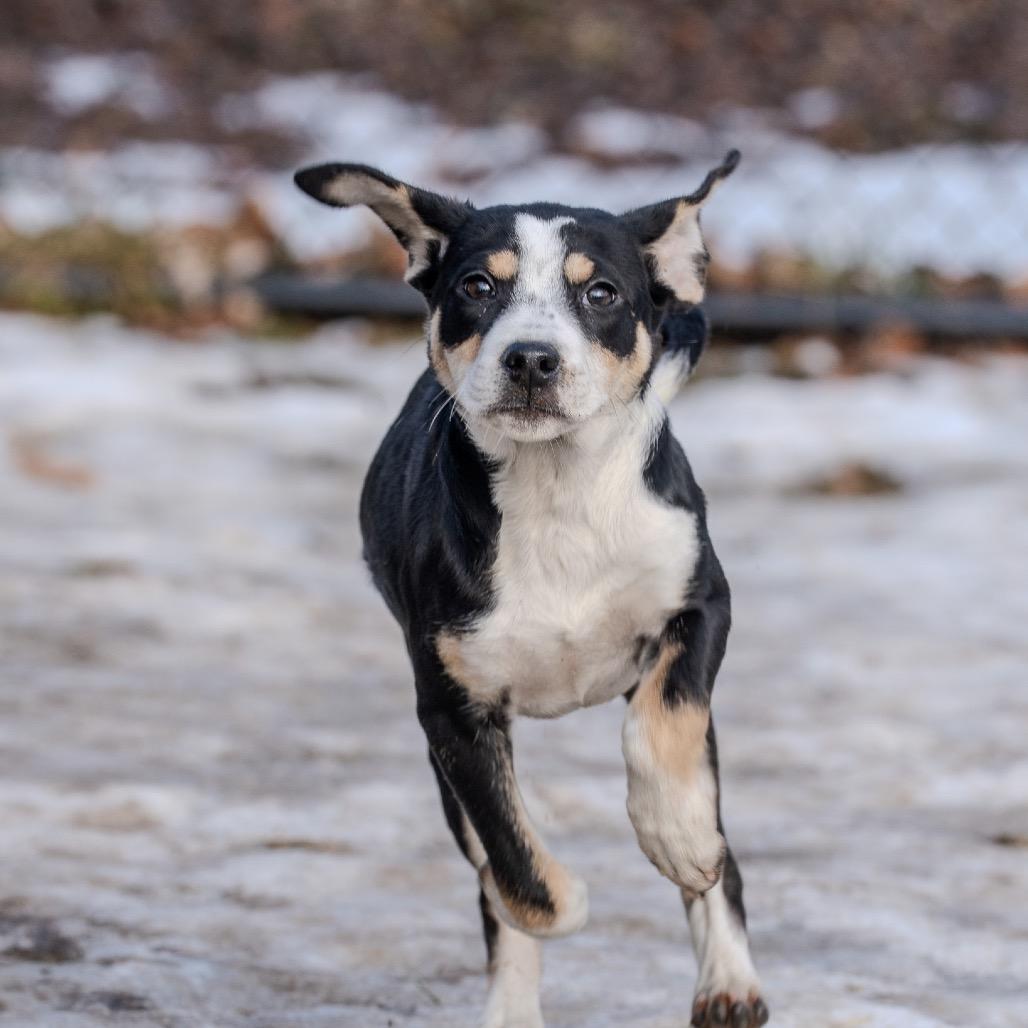 Enlarge Miracle, a Adoptable mixed breed in Pawling, NY image 4/6