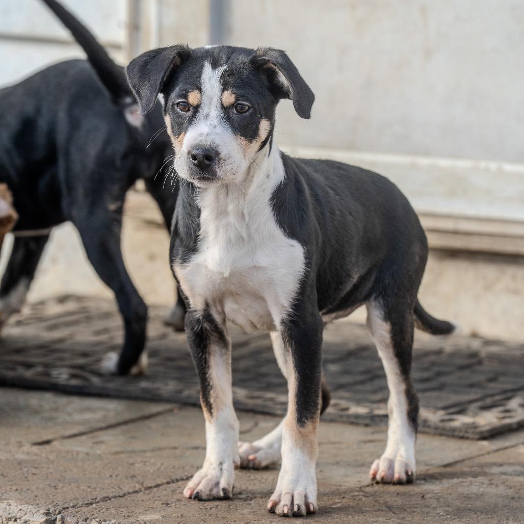 Enlarge Miracle, a Adoptable mixed breed in Pawling, NY image 2/4