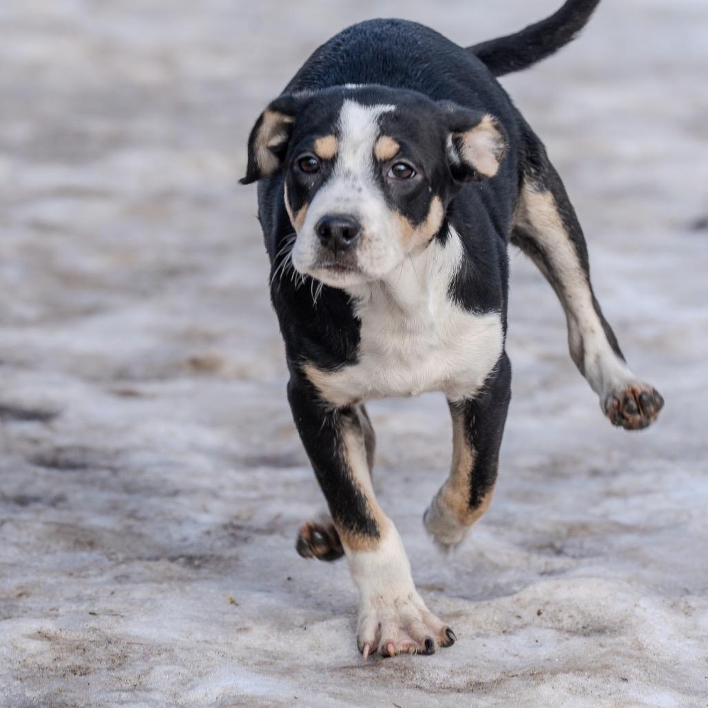 Enlarge Miracle, a Adoptable mixed breed in Pawling, NY image 5/6