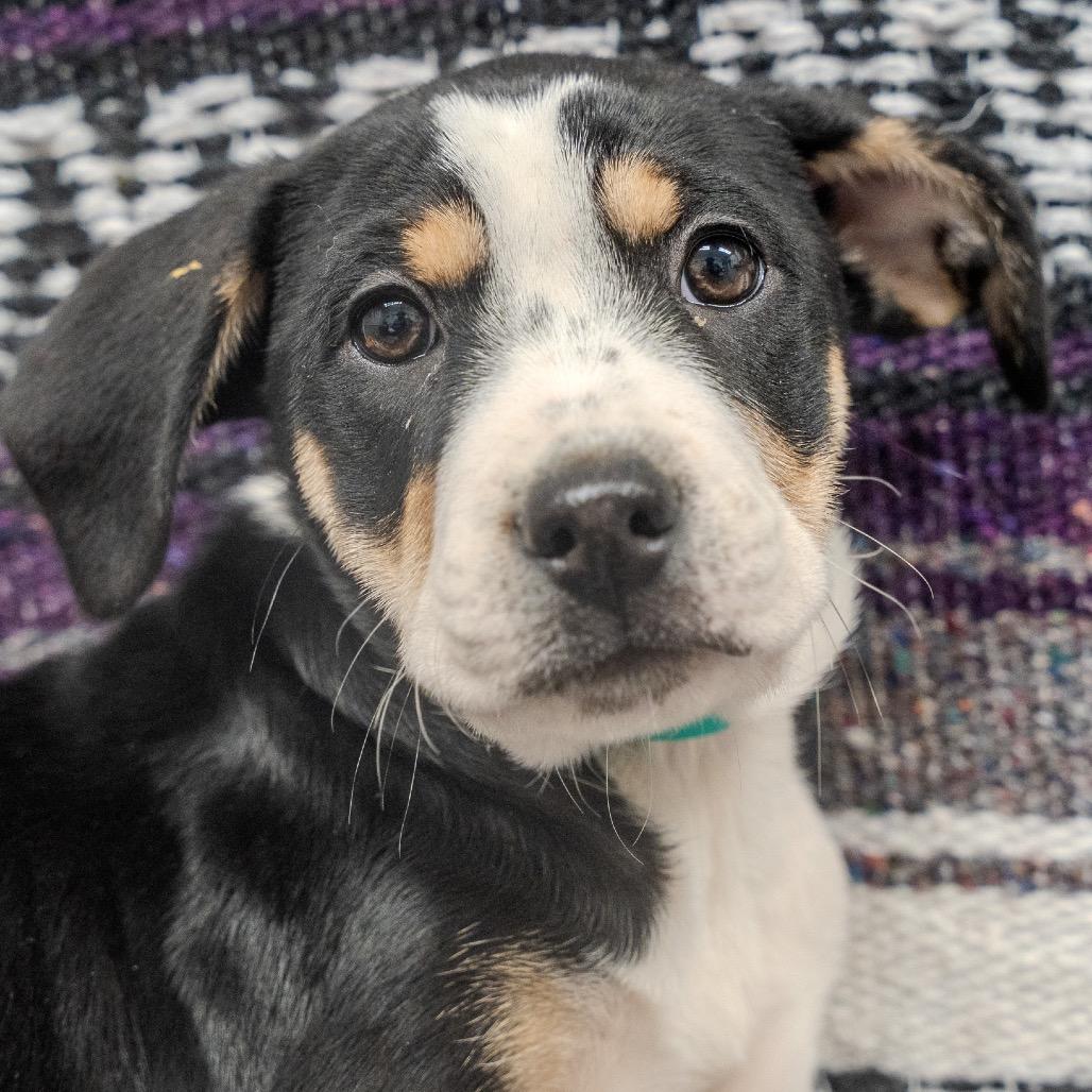 Enlarge Miracle, a Adoptable mixed breed in Pawling, NY image 6/6