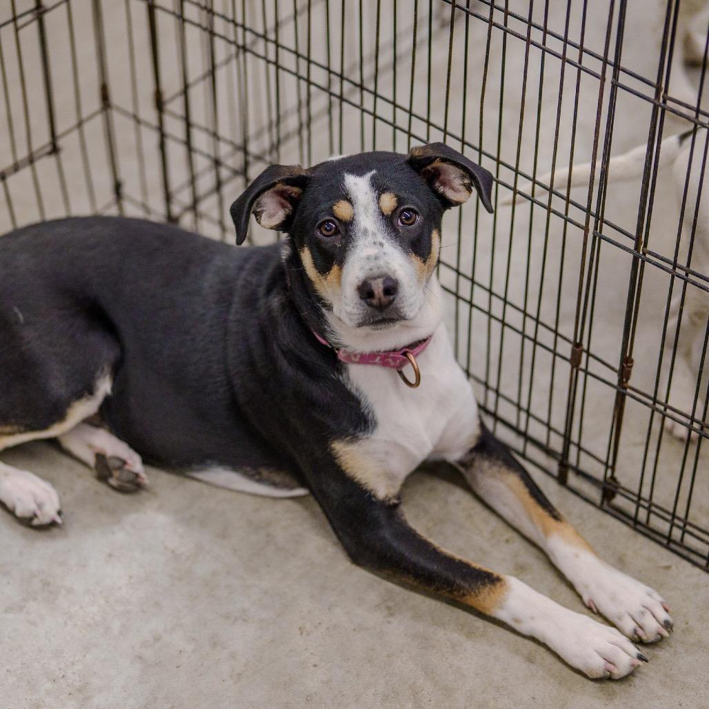 Enlarge Miracle, a Adoptable mixed breed in Pawling, NY image 4/4