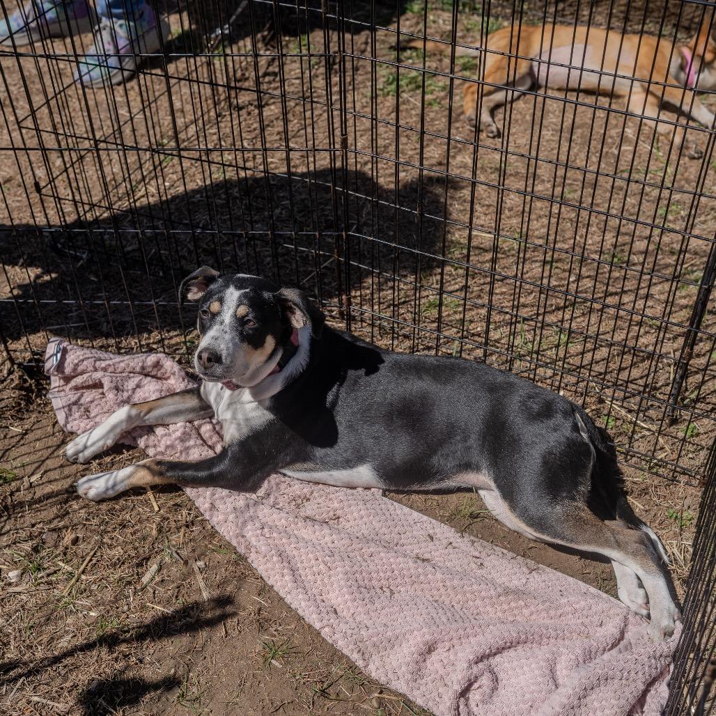 Enlarge Miracle, a Adoptable mixed breed in Pawling, NY image 5/5