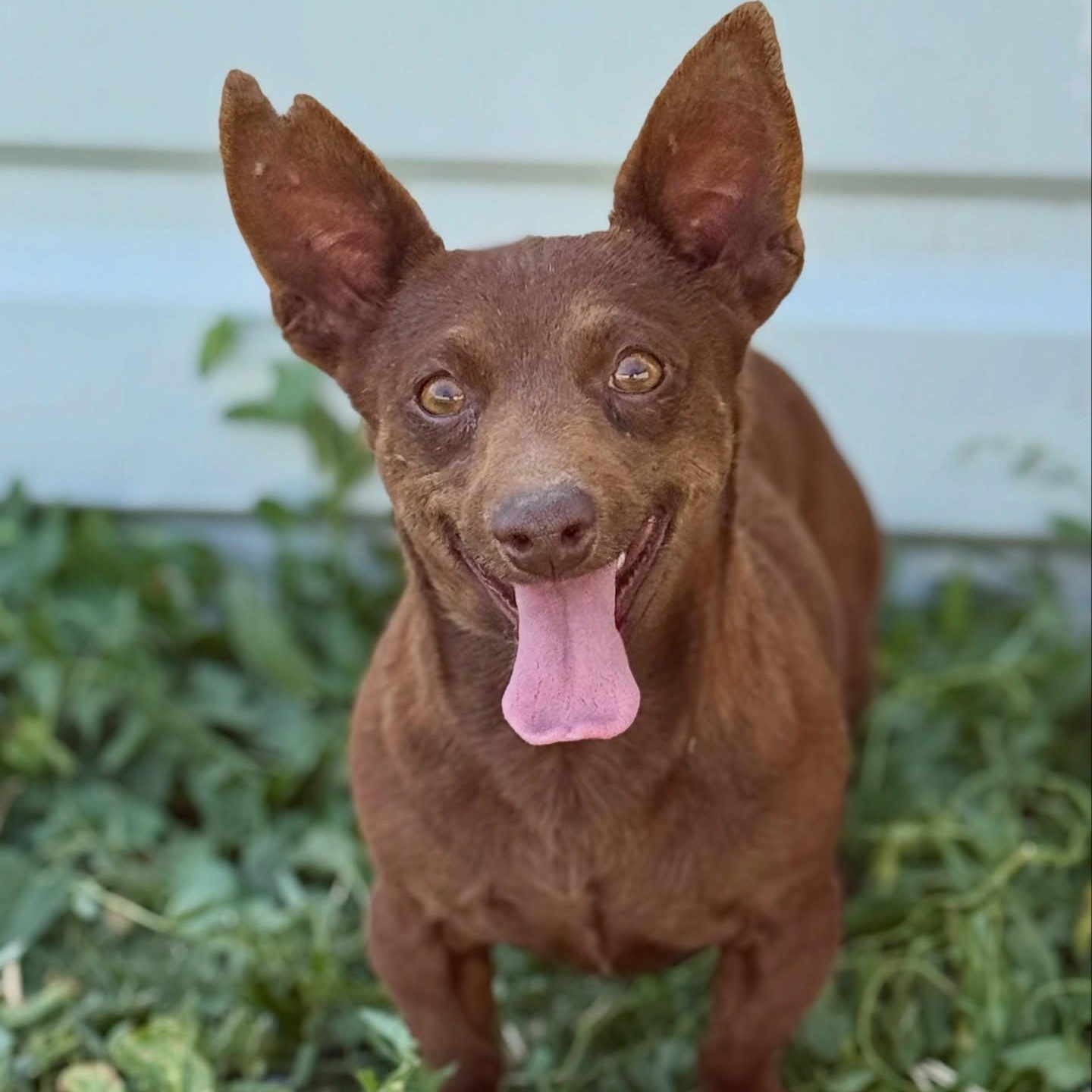 Enlarge Dubai, a ADOPTABLE mixed breed in Friday Harbor, WA image 3/4