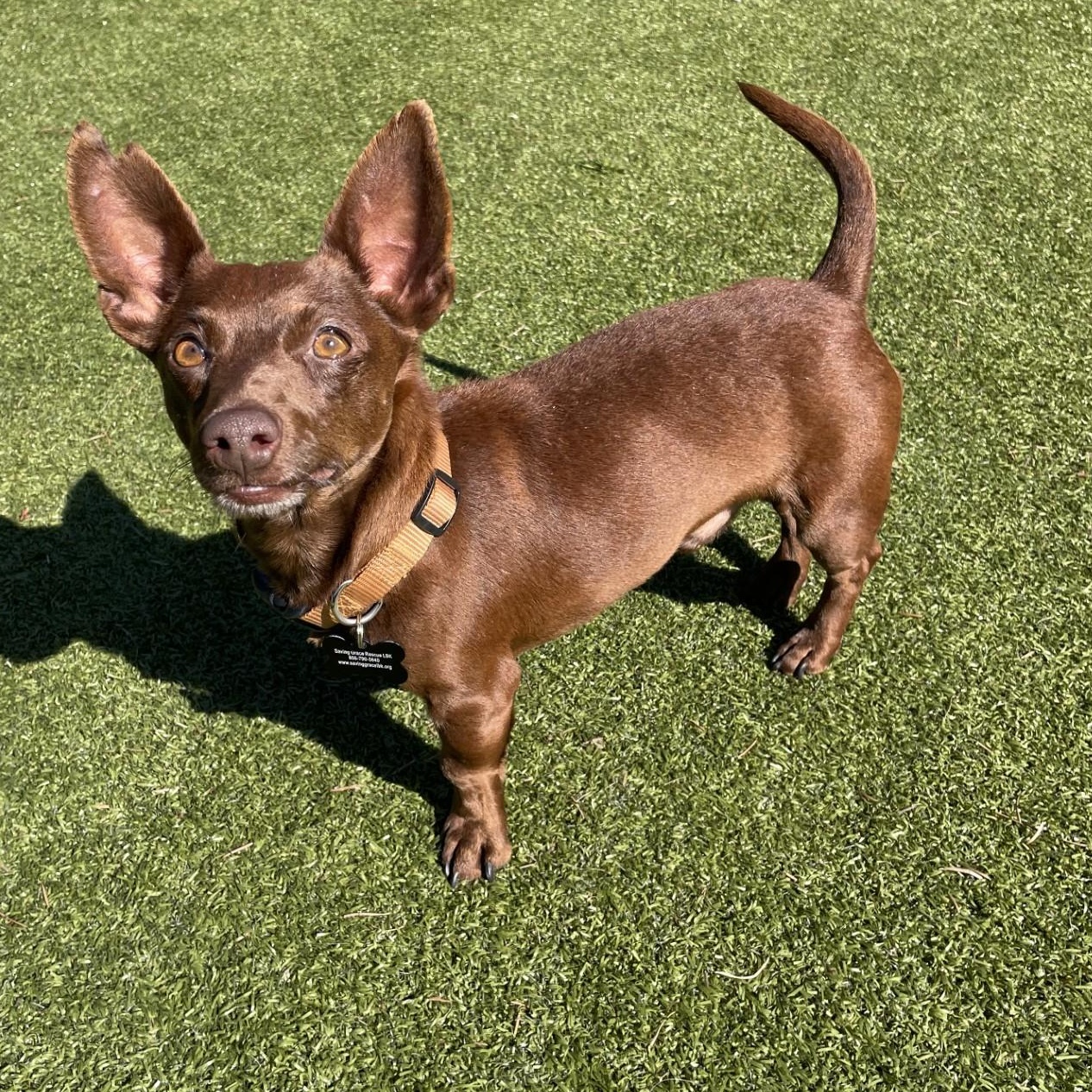 Enlarge Dubai, a ADOPTABLE mixed breed in Friday Harbor, WA image 2/4