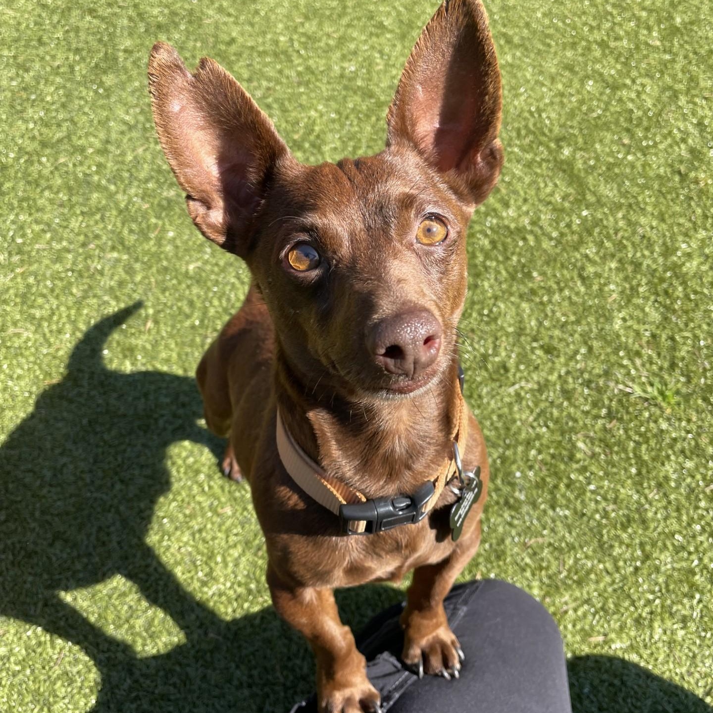 Enlarge Dubai, a ADOPTABLE mixed breed in Friday Harbor, WA image 1/4