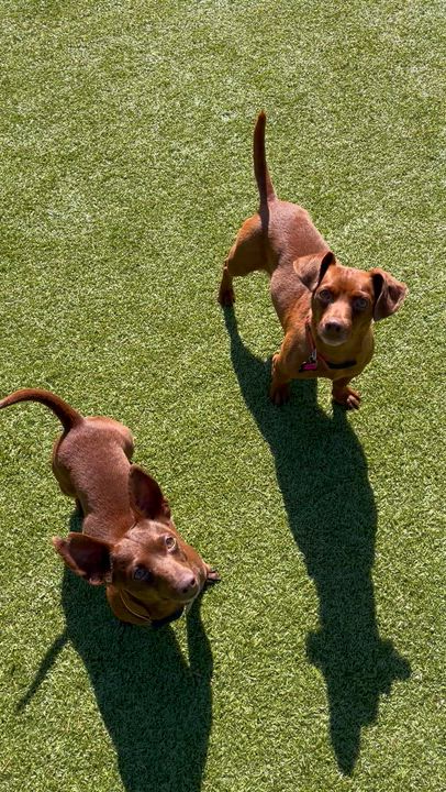 Enlarge Dubai, a ADOPTABLE mixed breed in Friday Harbor, WA video 4/4