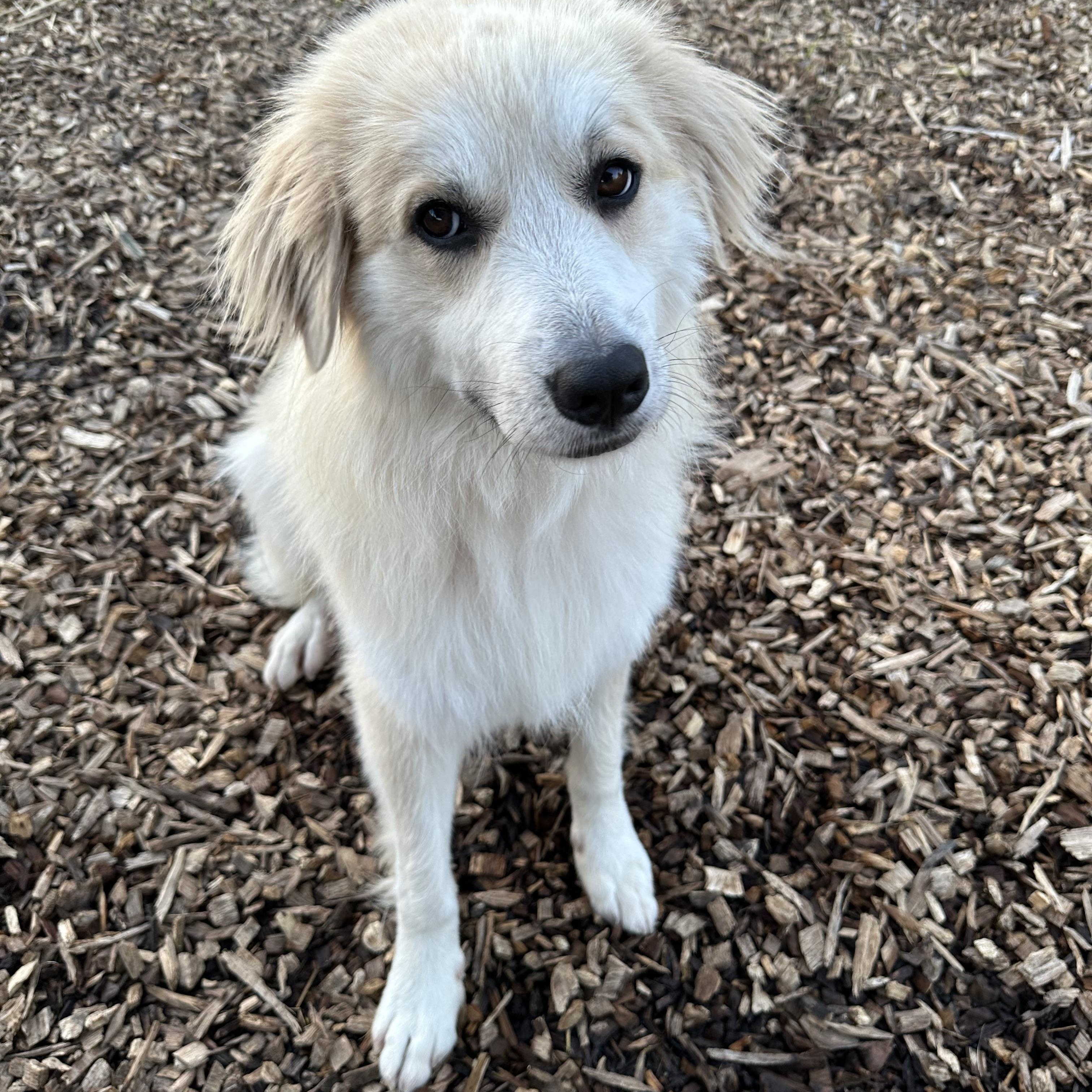Kristi, ADOPTABLE, Adult Female Great Pyrenees.