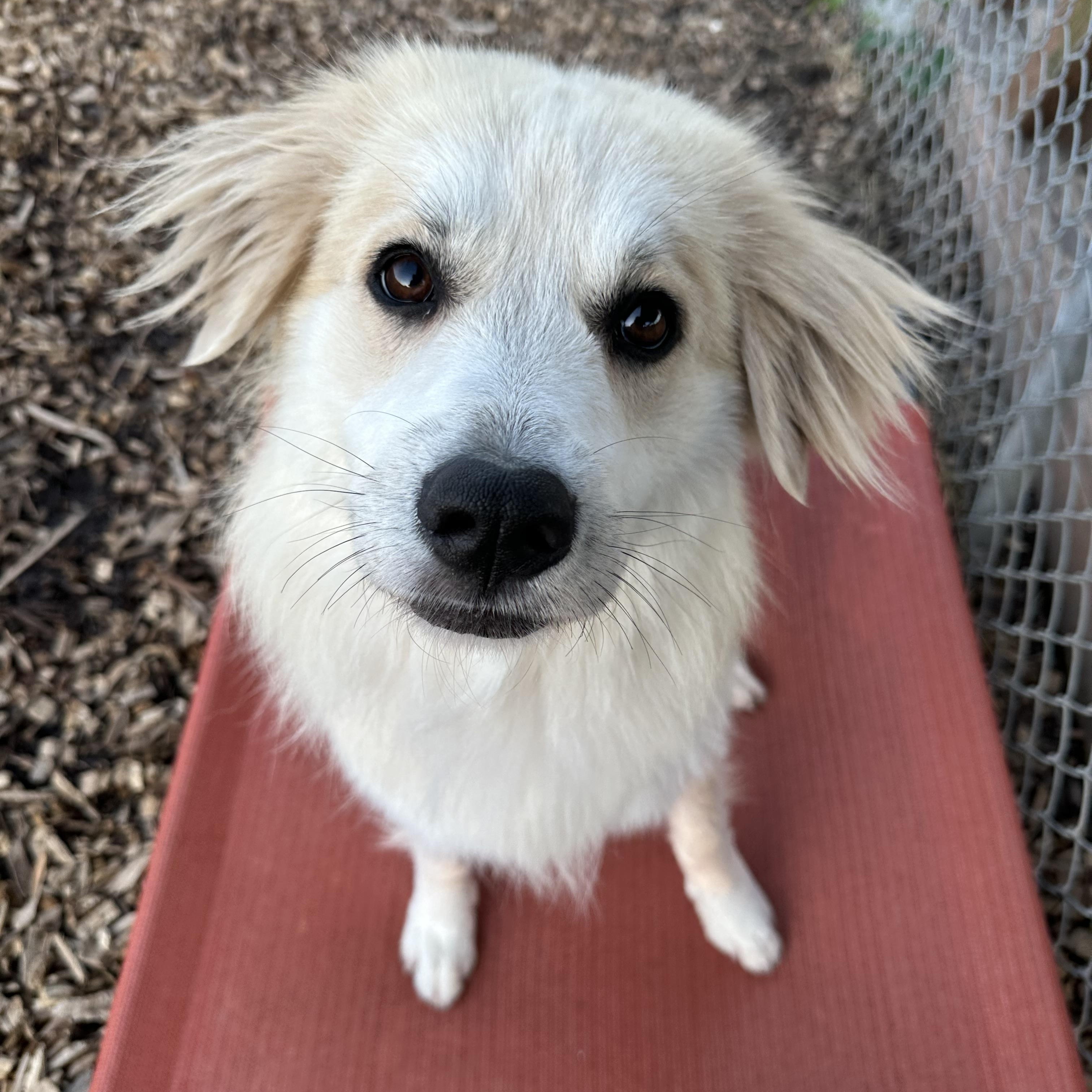 Kristi, a ADOPTABLE mixed breed in Pacific, MO image 2/3