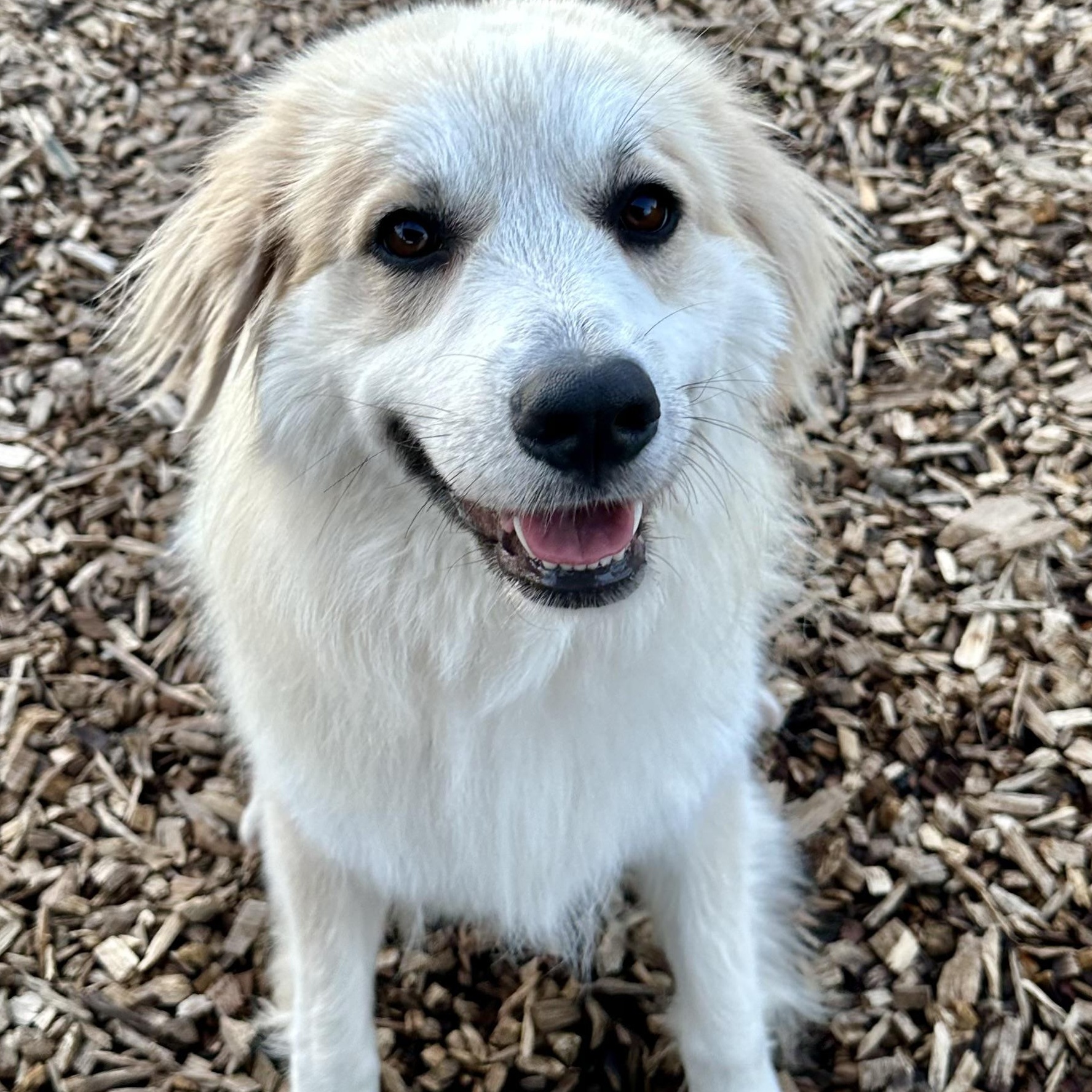 Kristi, a ADOPTABLE mixed breed in Pacific, MO image 3/3