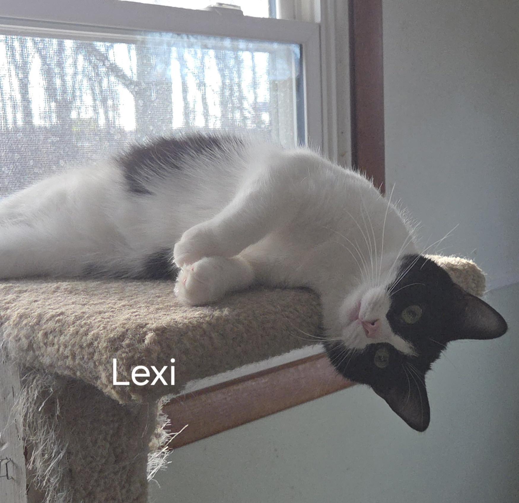 LEXI, Adoptable, Young Female Domestic Short Hair.