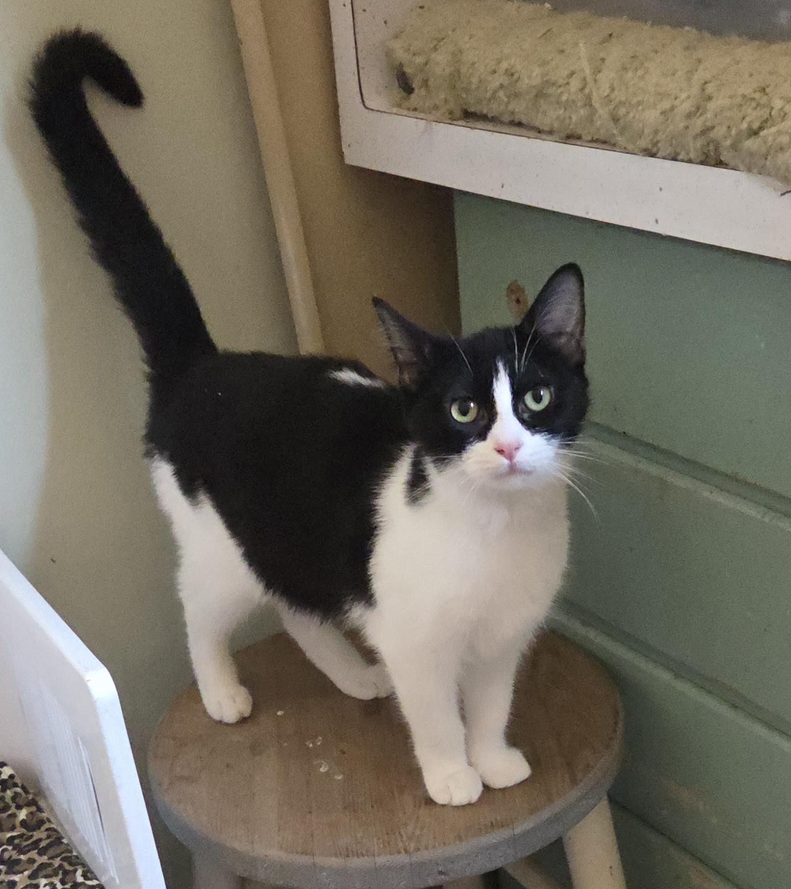 LEXI, Adoptable, Young Female Domestic Short Hair.