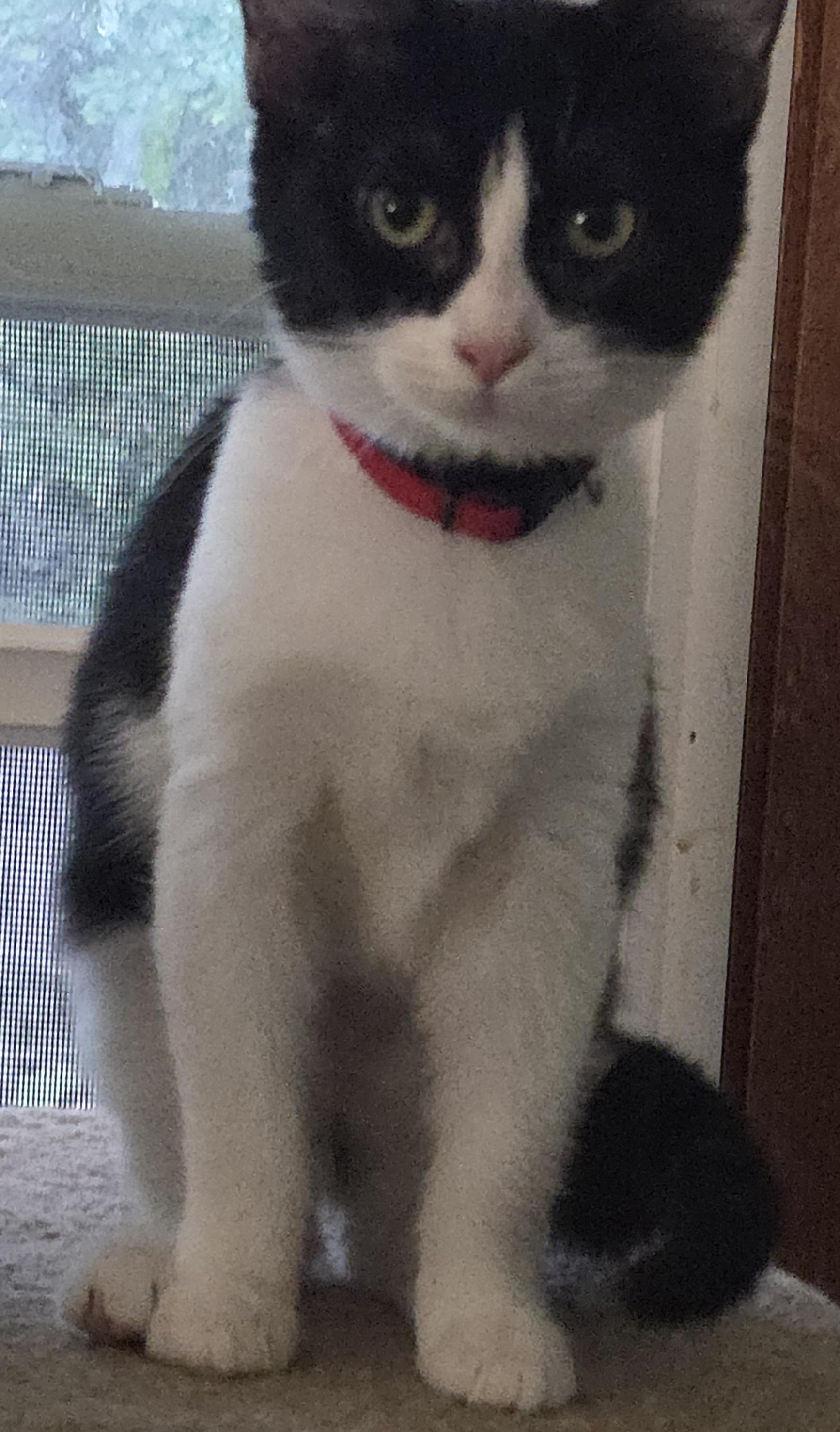 Enlarge LEXI, a Adoptable mixed breed in Harrison, MI image 2/2