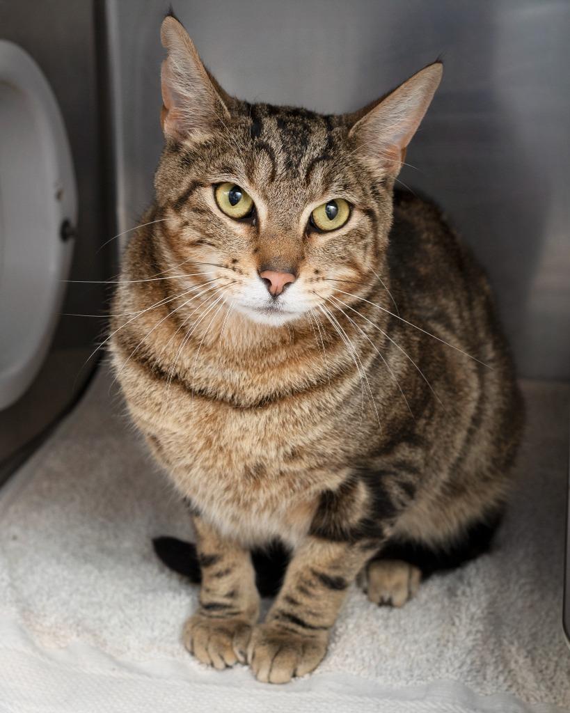 Mack, Adoptable, Young Male Domestic Short Hair.