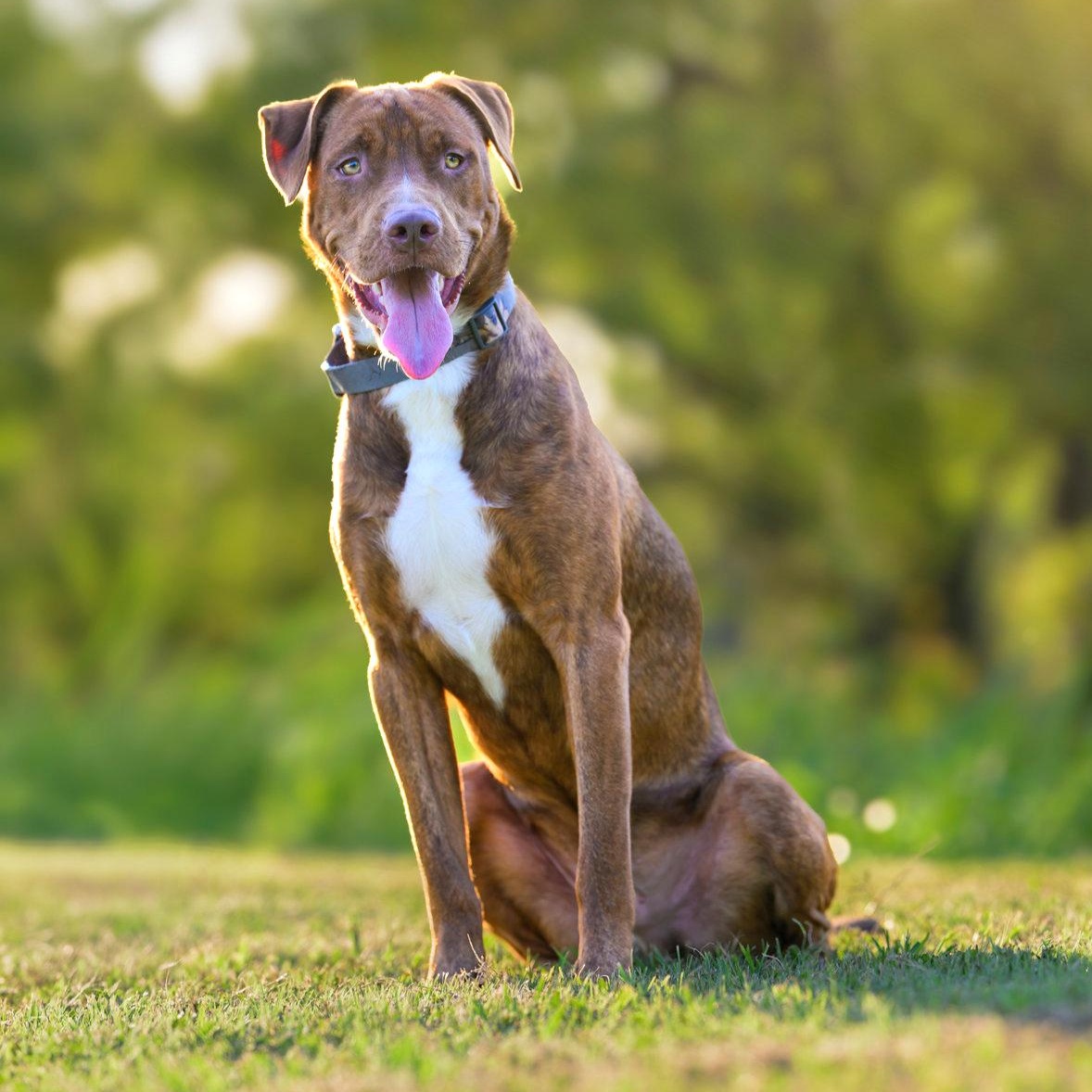 Enlarge Bourbon, a Adoptable mixed breed in Pittsburgh, PA image 5/6