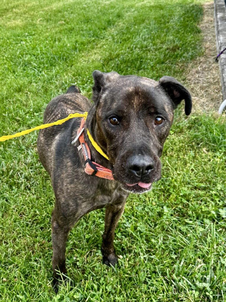 DA 7 Dez HHS RRP, a Adoptable Pit Bull Terrier in Glen Allen, VA image 1/3