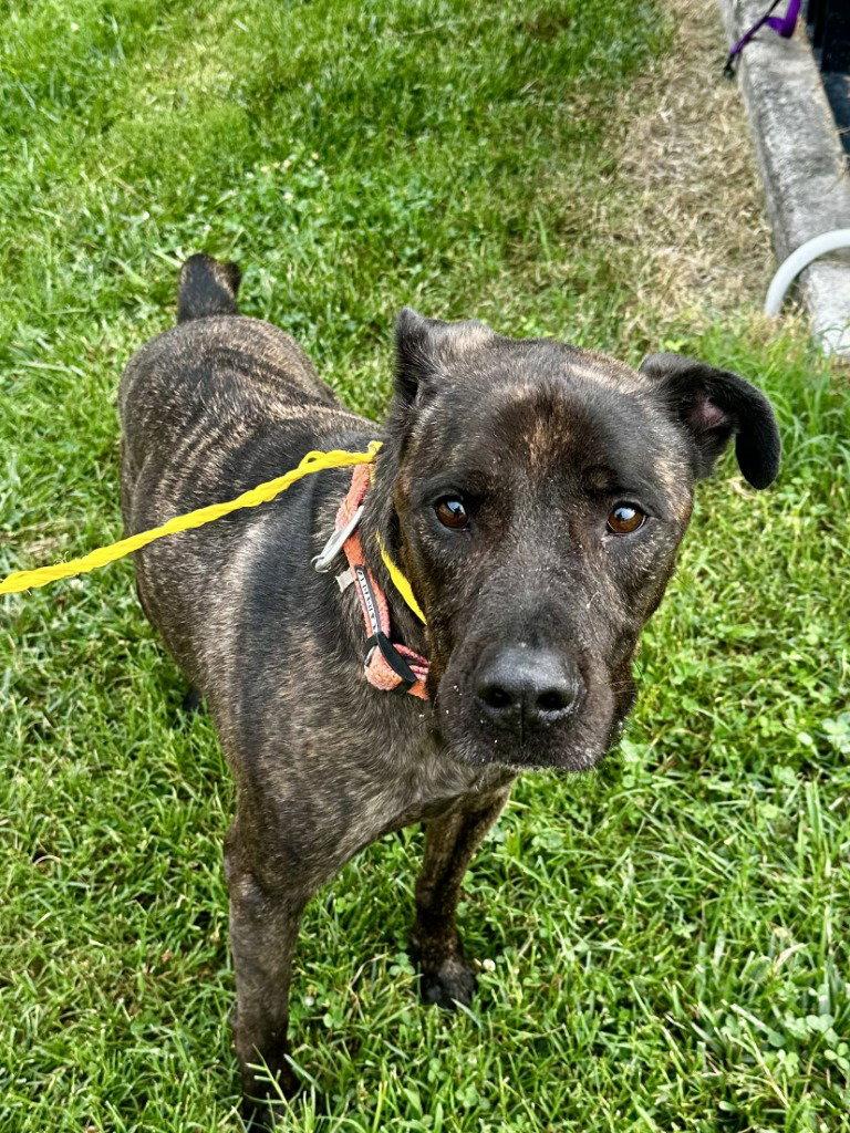 DA 7 Dez HHS RRP, a Adoptable Pit Bull Terrier in Glen Allen, VA image 2/3