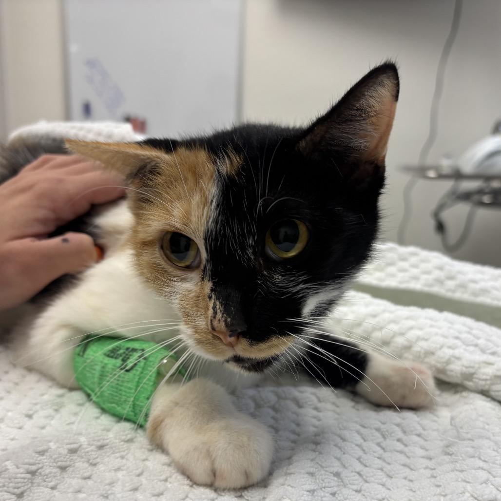 Mantis, Adoptable, Young Female Domestic Short Hair.