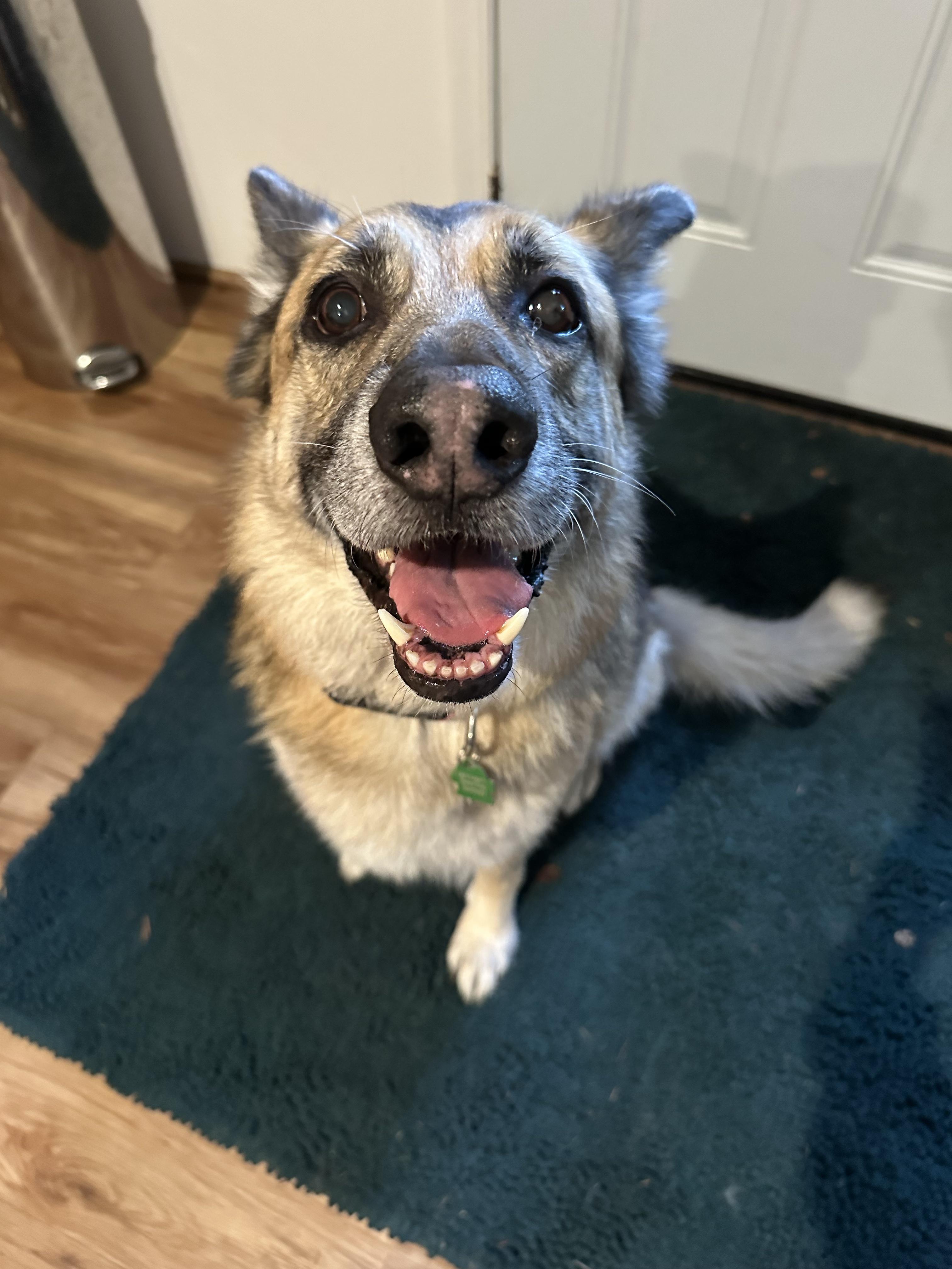 Enlarge Max, a ADOPTABLE German Shepherd Dog in Petaluma, CA image 1/3