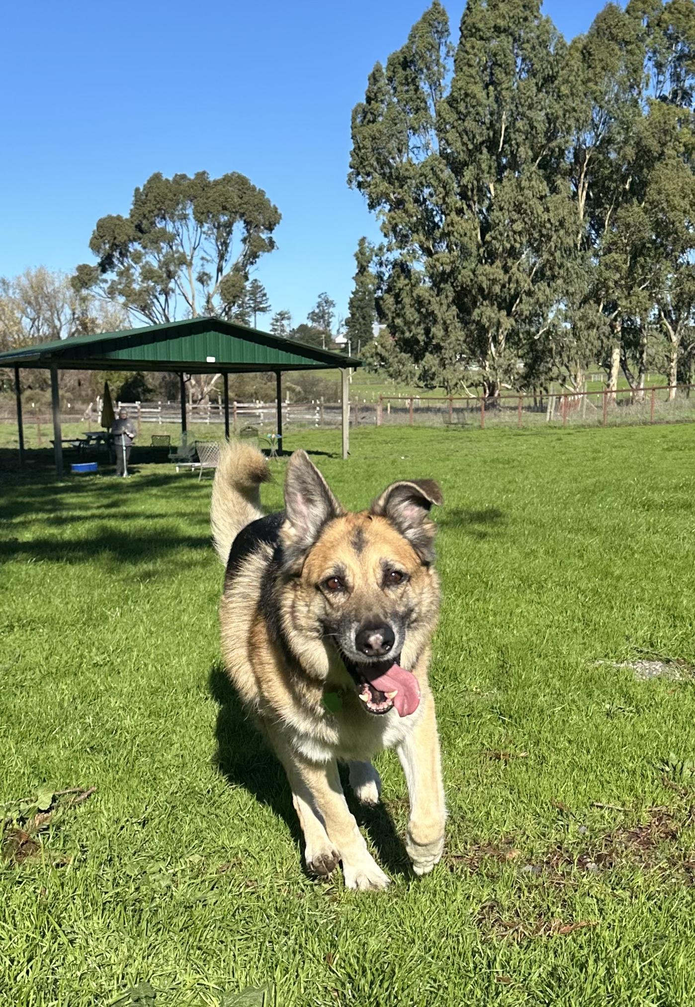 Enlarge Max, a ADOPTABLE German Shepherd Dog in Petaluma, CA image 2/3