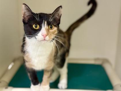 Janeway, Adoptable, Adult Female Calico.